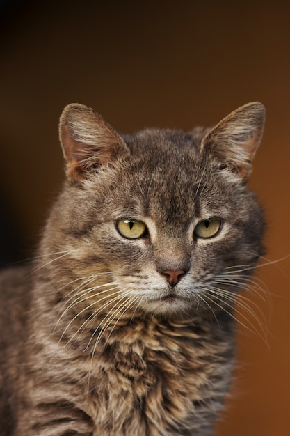 Retrato de gato close-up