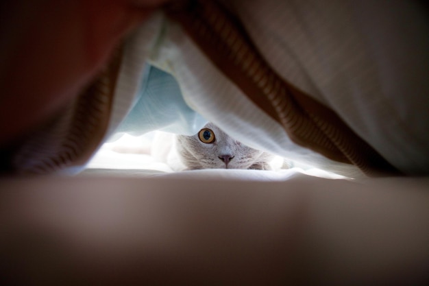 Retrato de gato coberto com um cobertor