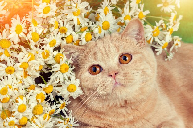 Retrato de gato com flores