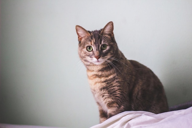 Retrato de gato contra a parede