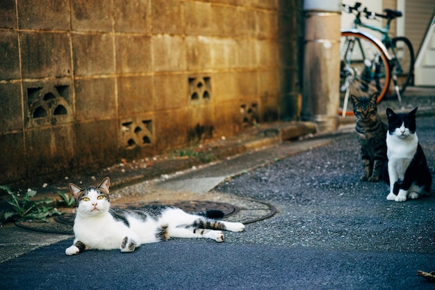 Foto retrato de gato contra a parede