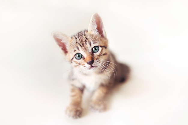 Retrato de gato contra fundo branco