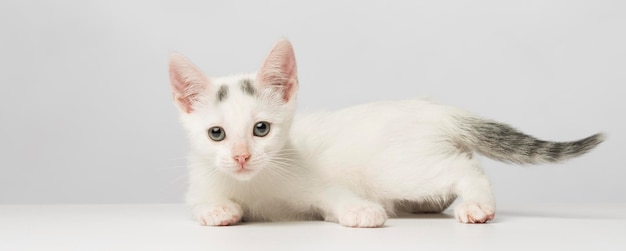 Retrato de gato contra fundo branco