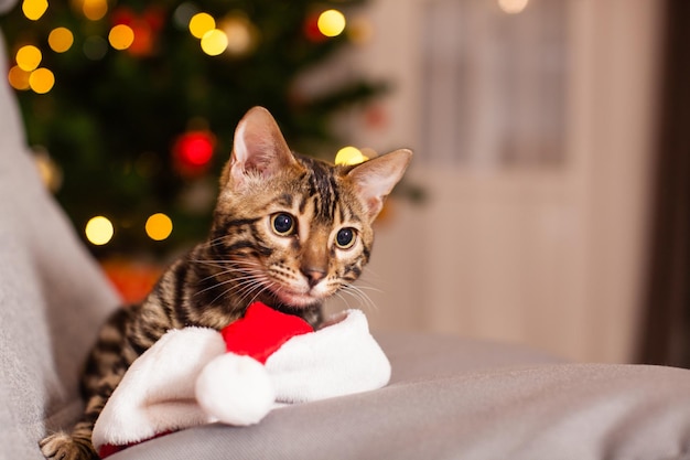 Retrato de gato de bengala de ano novo no chapéu de papai noel sentado na cadeira. luzes da árvore de natal no fundo