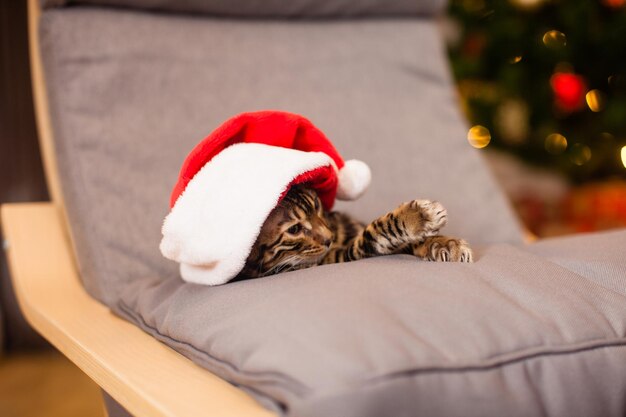 Retrato de gato de bengala de ano novo no chapéu de Papai Noel sentado na cadeira. Luzes da árvore de natal no fundo