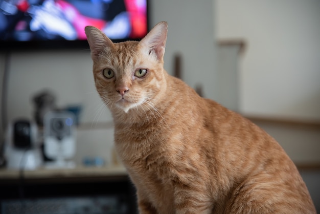 Retrato de gato de gengibre laranja parece ser bom