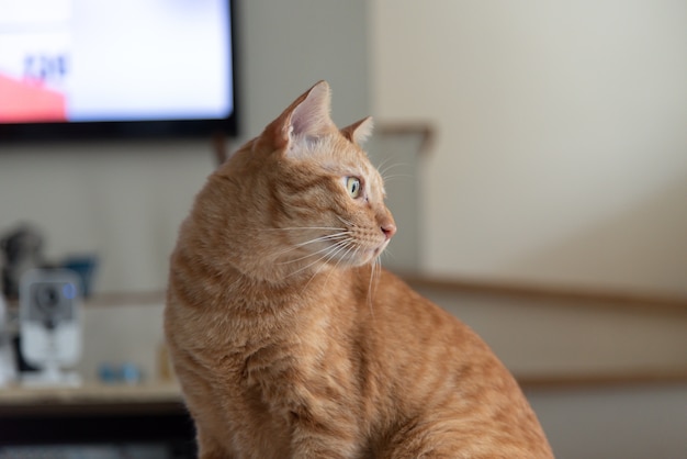 Retrato de gato de gengibre laranja parece ser bom