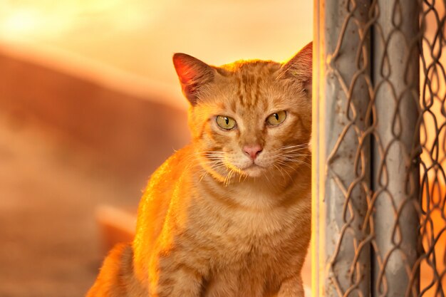 Retrato de gato de gengibre