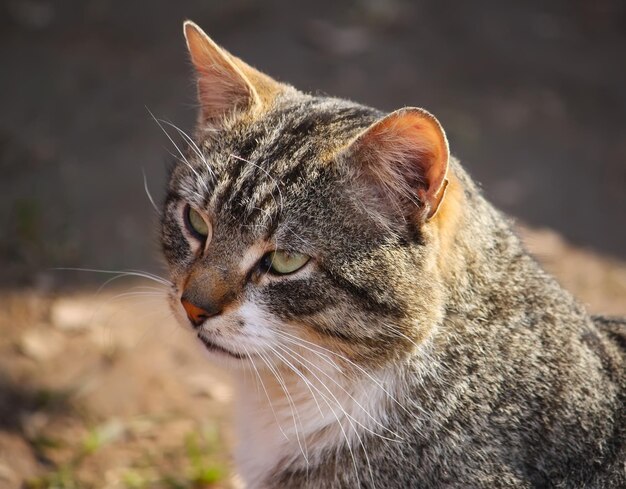 Retrato de gato de olhos verdes no fundo da natureza