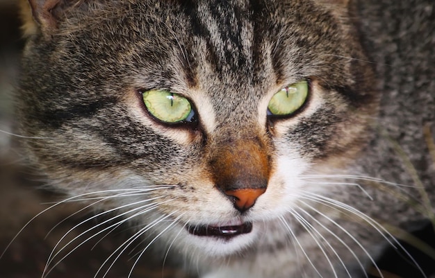 Retrato de gato de olhos verdes no fundo da natureza