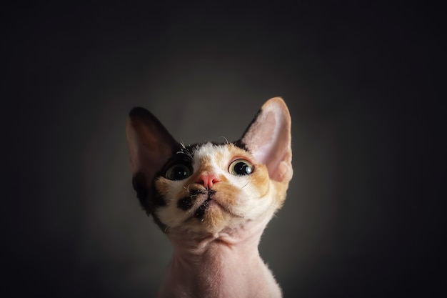 Retrato de gato devon rex no escuro