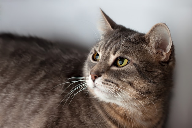 Retrato de gato doméstico cinza malhado