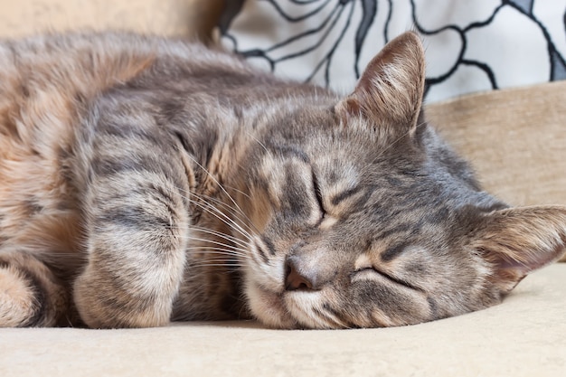 Retrato de gato doméstico fofo dormindo