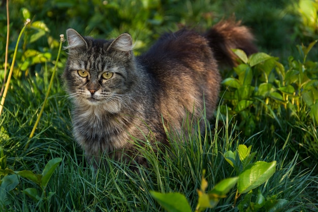 Retrato de gato doméstico fofo no jardim