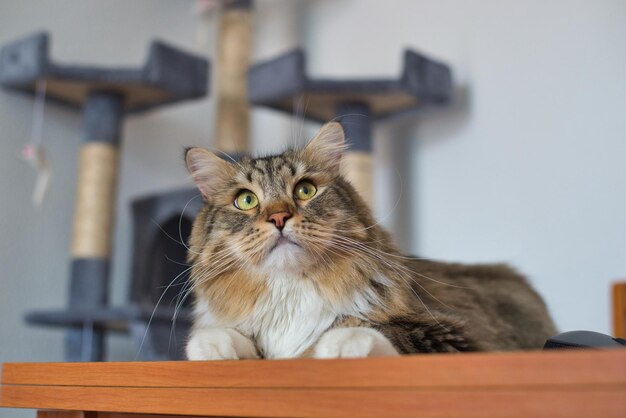 Retrato de gato doméstico siberiano perfeito para um fundo de telefone