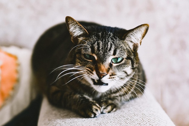 Retrato de gato em casa em alto ângulo em close-up