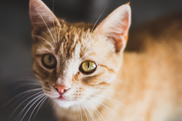 Retrato de gato em close-up