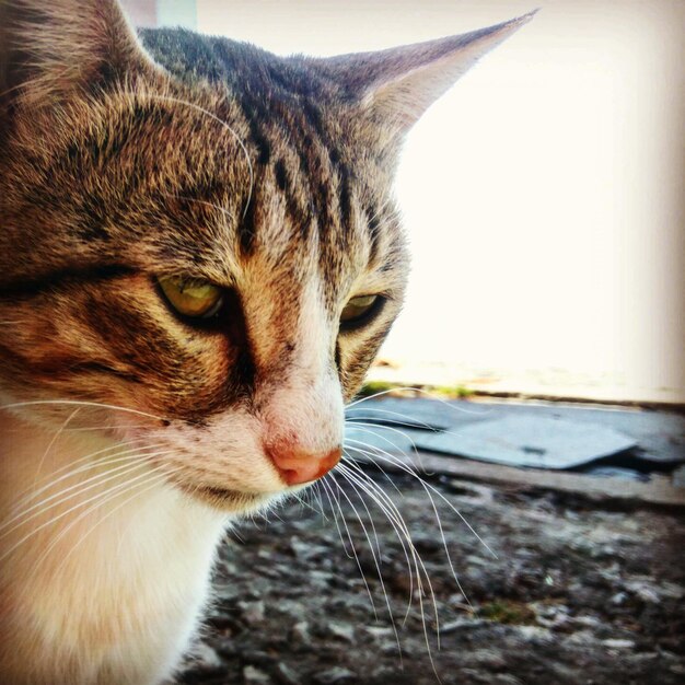 Foto retrato de gato em close-up