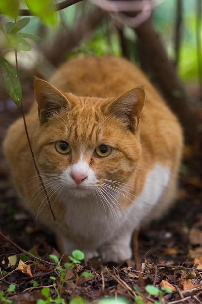 Retrato de gato em close-up