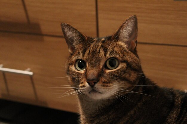 Foto retrato de gato em close-up