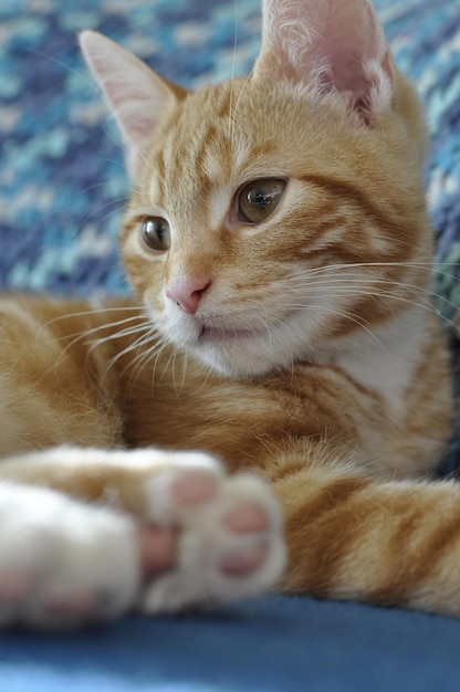 Foto retrato de gato em close-up