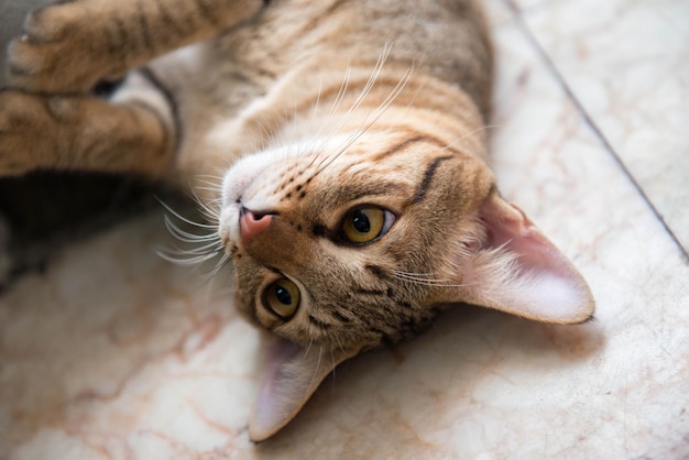Retrato de gato em close-up