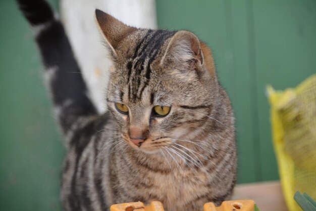 Foto retrato de gato em close-up.