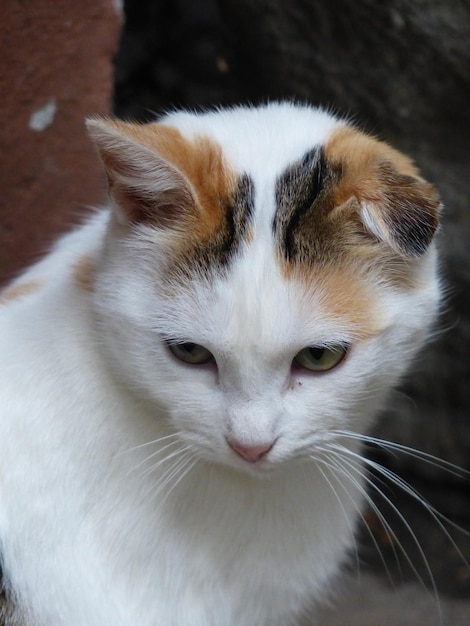 Foto retrato de gato em close-up