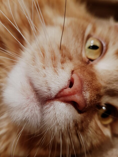 Retrato de gato em close-up