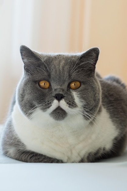 Retrato de gato em close-up