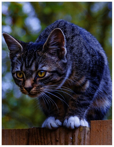 Foto retrato de gato em close-up