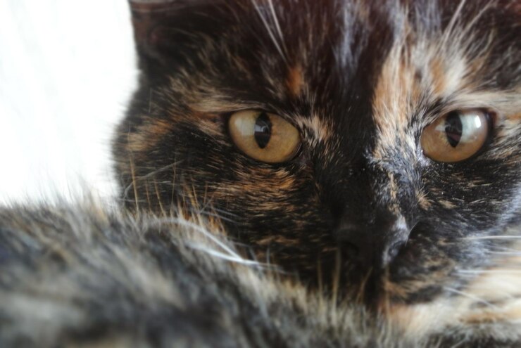 Foto retrato de gato em close-up