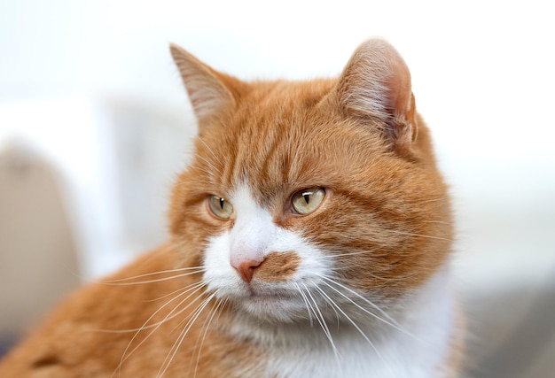 Retrato de gato em close-up