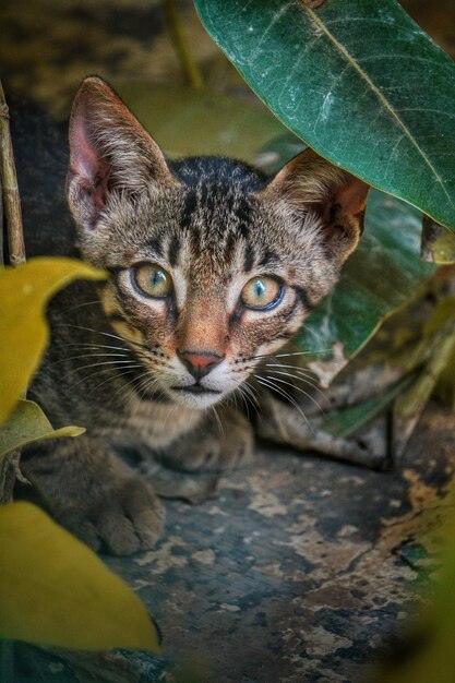 Foto retrato de gato em close-up