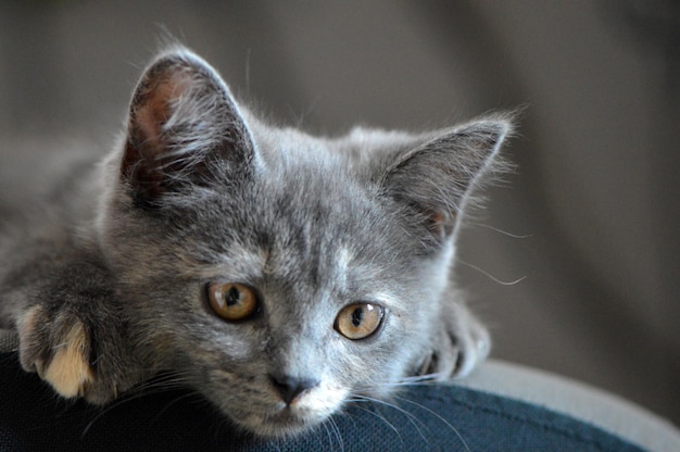 Foto retrato de gato em close-up