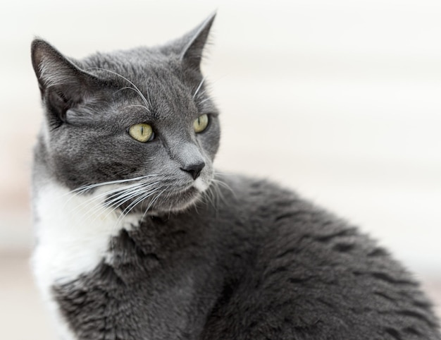 Foto retrato de gato em close-up