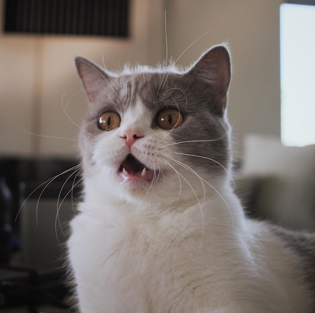 Retrato de gato em close-up