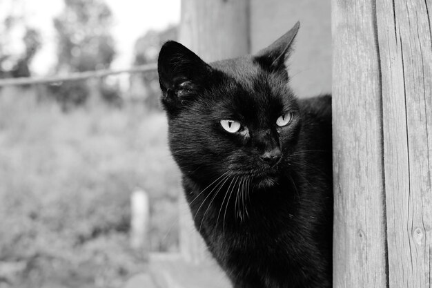 Foto retrato de gato em close-up