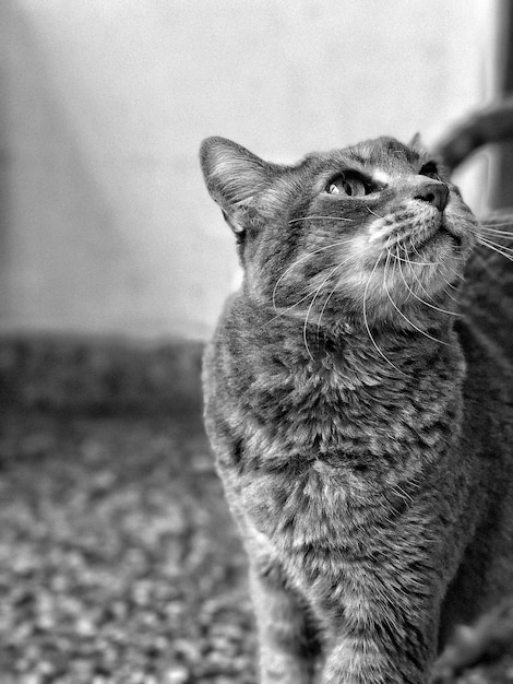 Foto retrato de gato em close-up