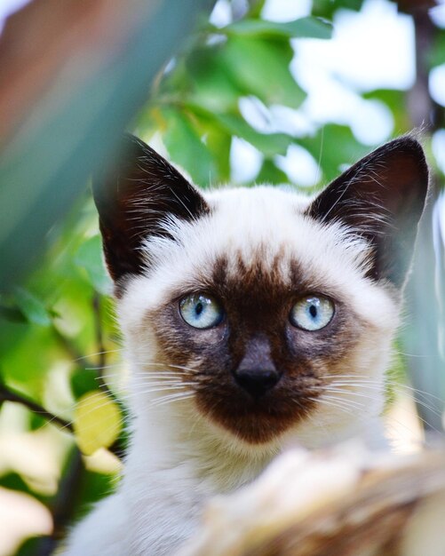 Foto retrato de gato em close-up