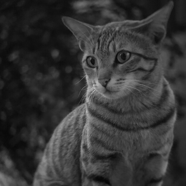 Foto retrato de gato em close-up