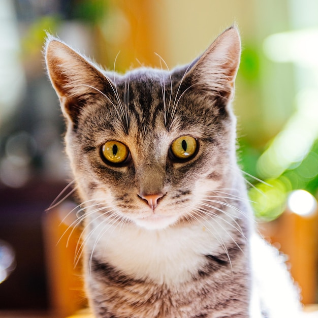 Retrato de gato em close-up