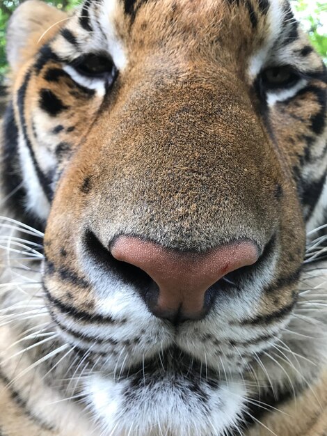 Foto retrato de gato em close-up