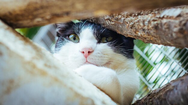 Retrato de gato em close-up