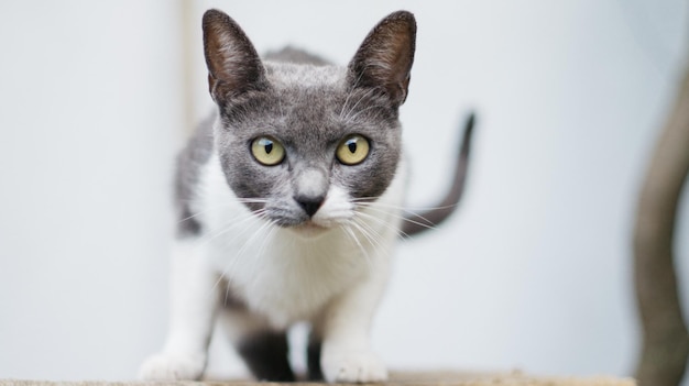 Retrato de gato em close-up