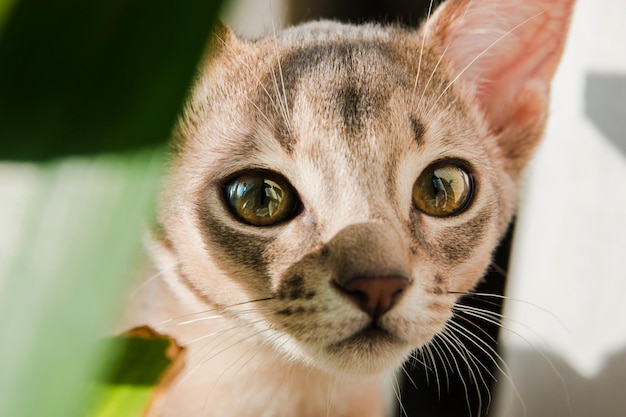 Foto retrato de gato em close-up