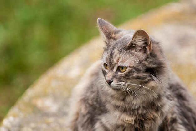 Foto retrato de gato em close-up