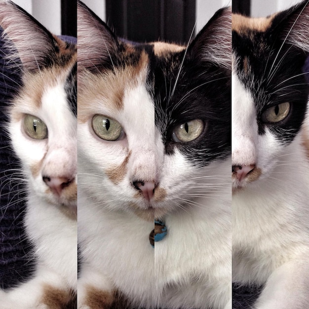 Foto retrato de gato em close-up