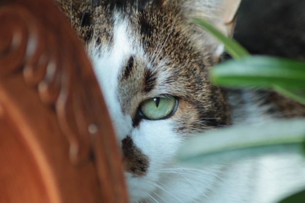 Foto retrato de gato em close-up