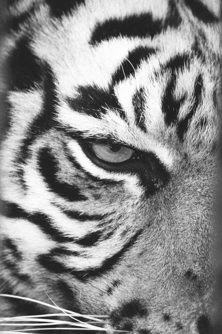 Foto retrato de gato em close-up